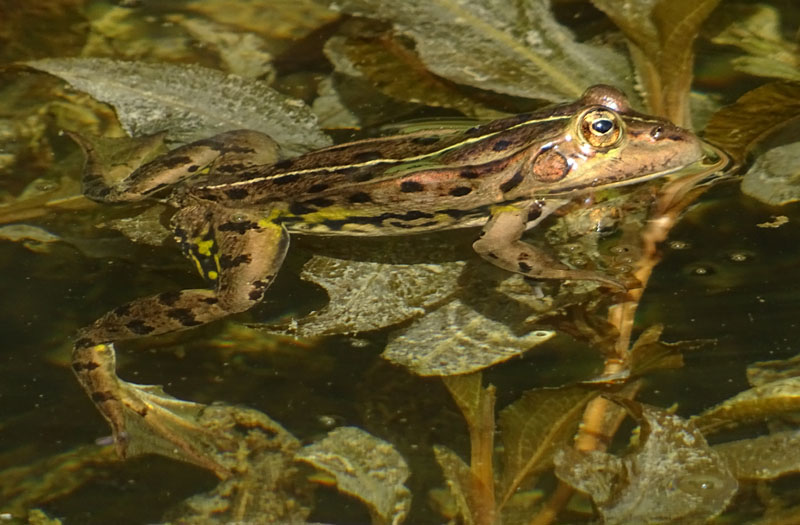 Pelophylax sp. (prov. Trento, 1200 m)